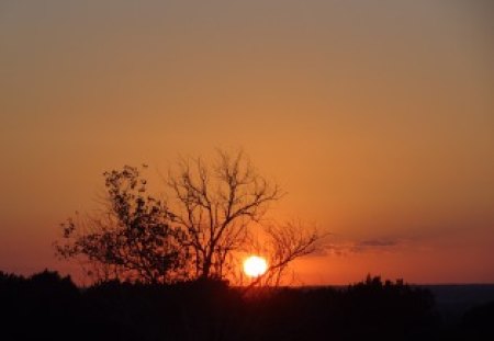 The Sunset - sky, clouds, trees, sunset, sun