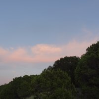 Trees at Dusk