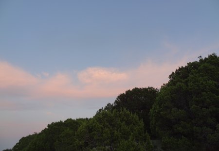 Trees at Dusk - clouds, dusk, trees, sky