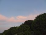 Trees at Dusk