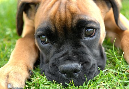 Sweet Face - pretty, ears, beautiful, canine, dog, sweet, fur, boxer, puppy