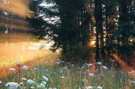 Sunshine - nice, sunshine, trees, sun rays, spring, amazing, cool, sunsets, sunny, sunrays, scene, landscape, forests, beautiful, scenery, flowers, colors, awesome, sunrise, wildflowers