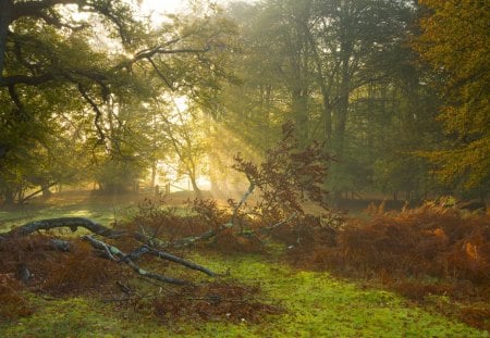 A Beautiful Day - nice, beautiful day, trees, photography, trunk, field, leaf, widescreen, sun rays, wood, amazing, cool, sunny, scene, morning, branches, fence, landscape, day, lovely, plants, nature, beautiful, leaves, scenery, grove, awesome, sunrise