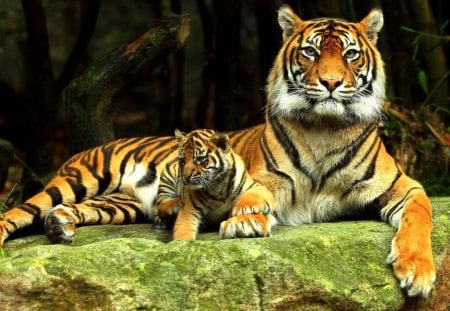 Mother and cup - catlover, conny, belgium, tigers