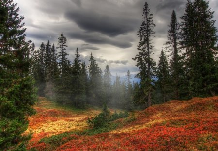 Autumn - autumn colors, splendor, landscape, grass, forest, leaves, view, autumn splendor, sky, woods, clouds, trees, beautiful, beauty, lovely, tree, fall, nature, autumn, autumn leaves, mountains, peaceful