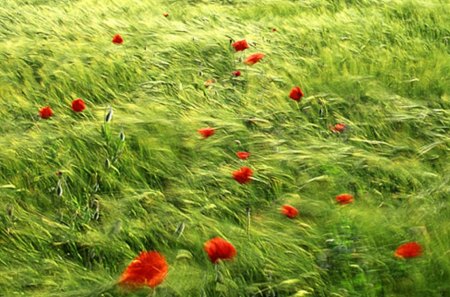 grass and poppies - red, poppies, field, green, grass