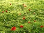 grass and poppies