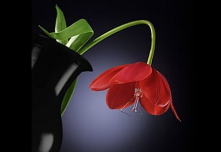 red flower - black, white, red, flower, creative