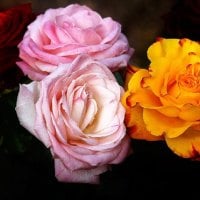 Colorful Roses on Black