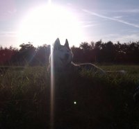 wolf at sunset