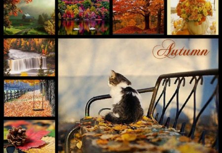 Autumn collage - fall, collage, anmals, cat on garden bench