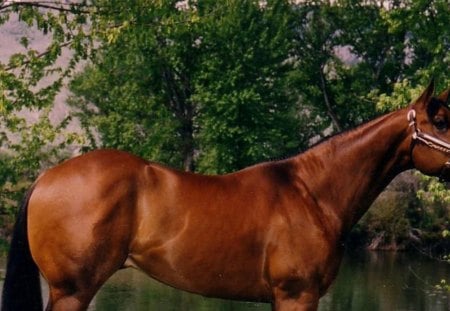 Bay Quarter Horse - horses, american, bay, quarter horse