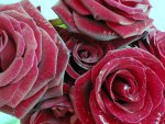 *** Velvet Roses ***