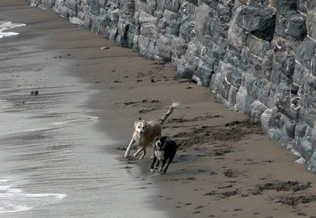 Rafi and Cooper on Meadfoot Beach - beach, lurchers, animals, dogs, staffies