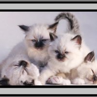 Cute Ragdoll Kittens