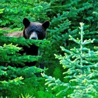 Brown Bear in the Woods