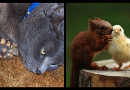 YOU DON'T HAVE TO BE THE SAME TO BE FRIENDS, #5 - turtle, chick, squirrel, cat