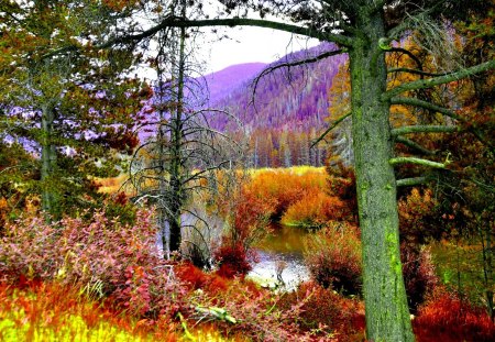 FOREST RIVER - autumn, trees, forest, river, mountains