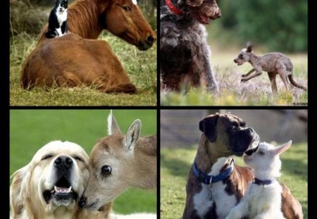 YOU DON'T HAVE TO BE THE SAME TO BE FRIENDS, #3 - goat, dogs, joey, horse, cat