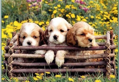 cute puppies - dogs, flowers, puppies, spring