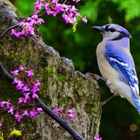 BLUE JAY