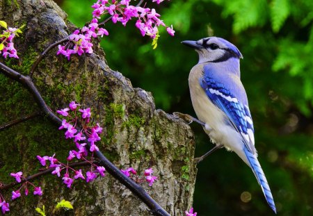 BLUE JAY - bird, flowers, blue jay, tree