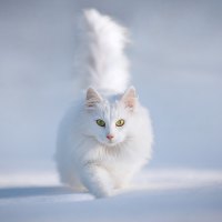 Cute white cat