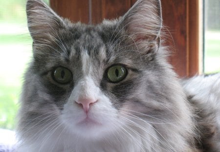 Gryffindor - gray and white cat, norwegian forest cat, cat, long-haired cat