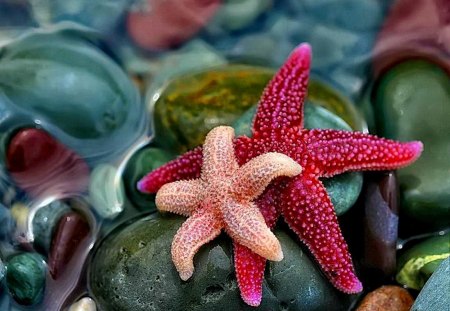 They are stars - nice, stars, ocean, shells, sea treasure, colorful, lovely, nature, pretty, beautiful, stones, sea