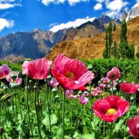 Mountain flowers