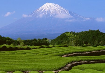 Mount Fuji - japan, mountain, contrast, fields