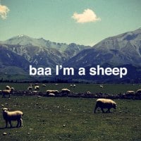 baa i'm a sheep