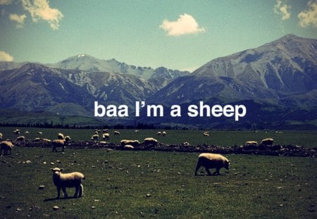 baa i'm a sheep - funny, sheep, baa, humor