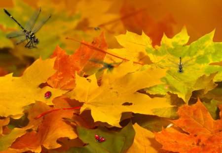 Piling Fall Leaves - autumn, dragonflies, colorful, lady bug, wind, ladybugs, fall, yellow, cool, dragonfly, green, orange, falling, gold, bright, maple, breeze, chill