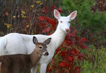 Albino Doe and Her Baby - albino, nature, animals, deer