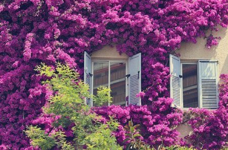 Purple Blooms Creating a Window Story - white shutters, purple, flowers, windows