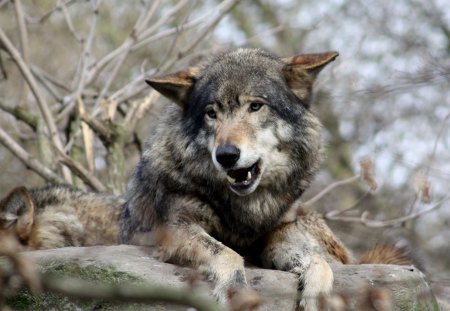 Are you talking to me ? - wolfrunning, snow, dog, mythical, the pack, grey wolf, timber, canis lupus, abstract, spirit, friendship, howling, grey, white, nature, arctic, wallpaper, majestic, wolf, canine, pack, wild animal black, wolf wallpaper, winter, beautiful, wolf pack, howl, wolves, black, lobo, lone wolf, insnow, solitude