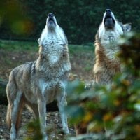 Howling Duo