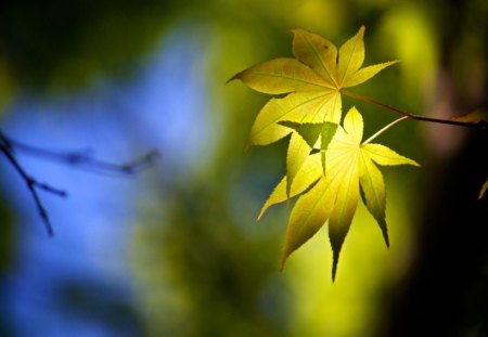 Greeny - summer, wallpaper, leaf, spring, leaves, nature, hd, green