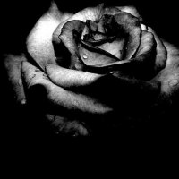 Grey rose