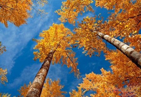 *** Autumn Trees ***