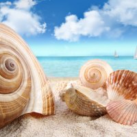 *** Shells on the Seashore ***