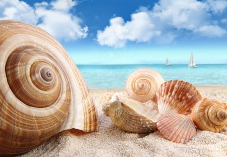 *** Shells on the Seashore *** - ocean, natura, morze, muszelki, shells, plaza, sand, sea