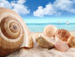 *** Shells on the Seashore ***