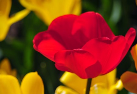 Beautiful Tulips. - white, yellow, 07, red