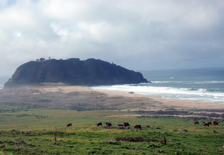 beautiful huge rock on a beach - lighthouse, beach, fields, mist, rock, cows