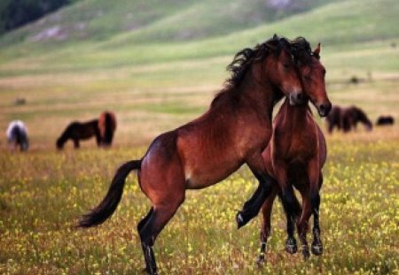 Horses Love - horses, love, animal, cute