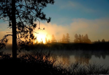 sunrise in the mist - tree, mist, sunrise, river