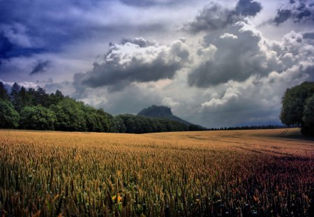 beautiful wheat fields - fields, trees, wheat, clouds