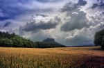 beautiful wheat fields